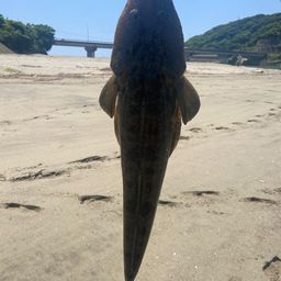 マゴチ