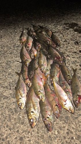 アジの釣果