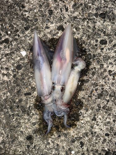 ケンサキイカの釣果