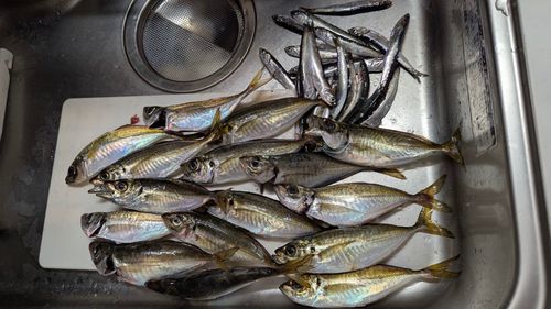 アジの釣果