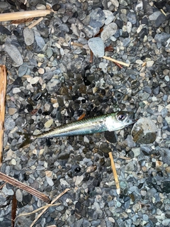 サバの釣果