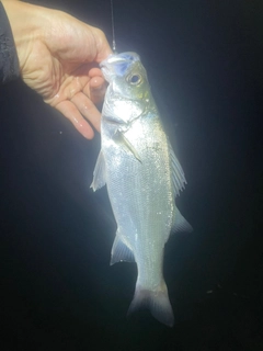 セイゴ（タイリクスズキ）の釣果
