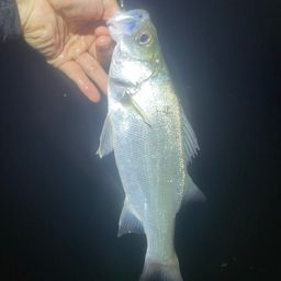 セイゴ（タイリクスズキ）