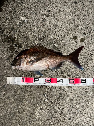 マダイの釣果