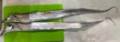 タチウオの釣果