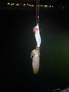 ヒイカの釣果