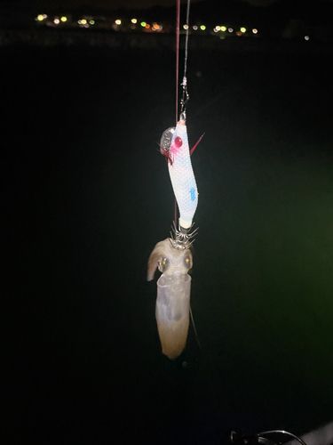 ヒイカの釣果