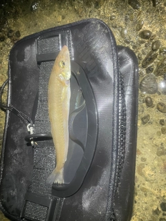 シロギスの釣果