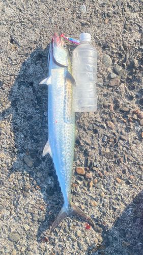 サゴシの釣果