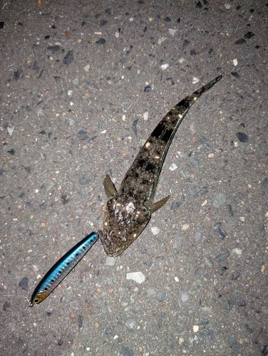 マゴチの釣果