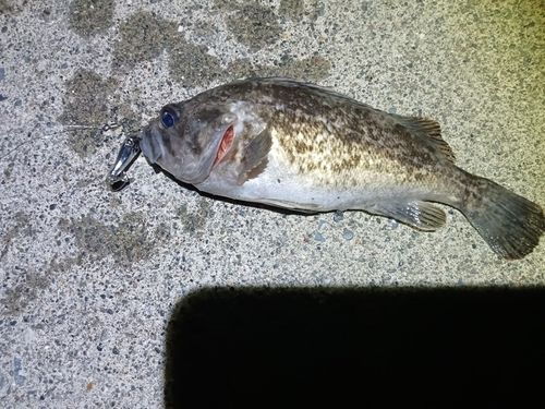 クロソイの釣果