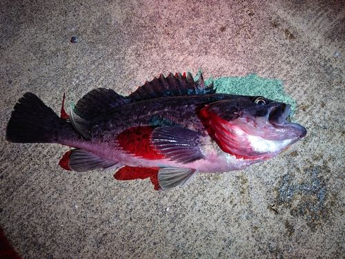 釣果