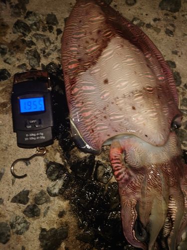 アオリイカの釣果