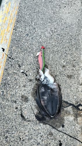 モンゴウイカの釣果