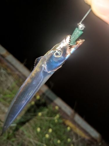 タチウオの釣果