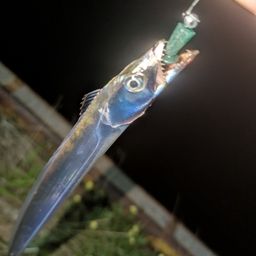 タチウオ