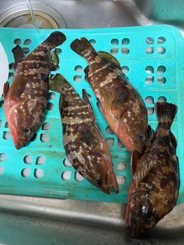 キジハタの釣果