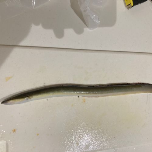 ウナギの釣果