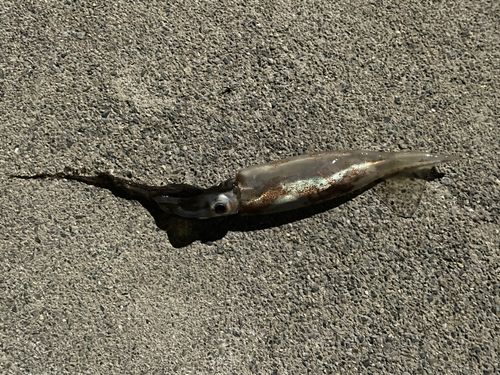 イカの釣果