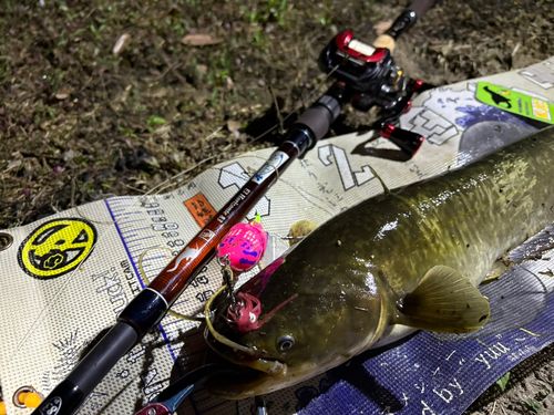 マナマズの釣果