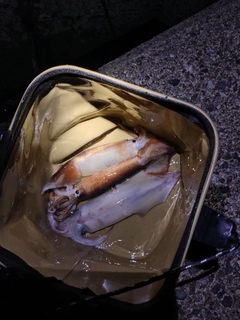 ケンサキイカの釣果