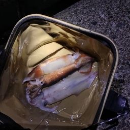 ケンサキイカ