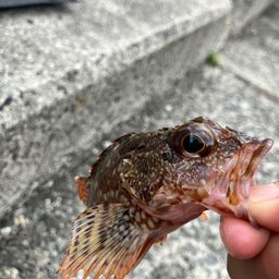 カサゴ