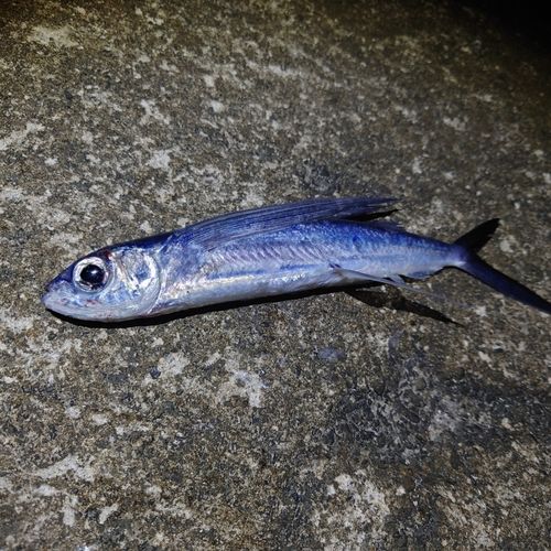 トビウオの釣果