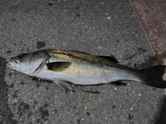 セイゴ（マルスズキ）の釣果