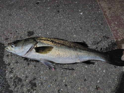 セイゴ（マルスズキ）の釣果