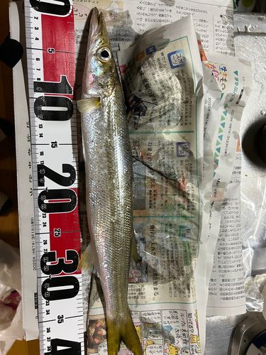 カマスの釣果