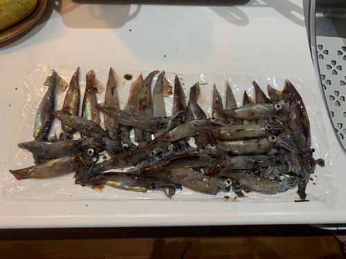 ケンサキイカの釣果