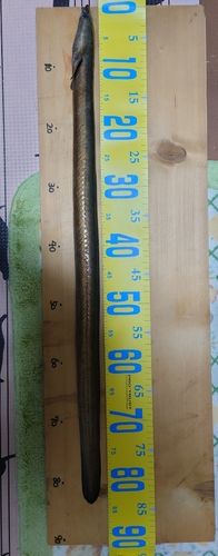 ウナギの釣果
