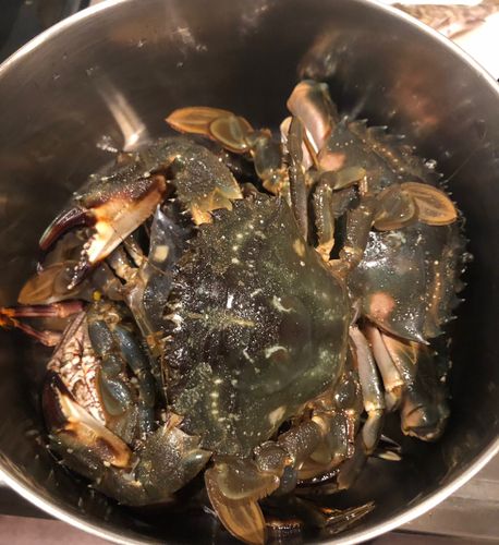 イシガニの釣果
