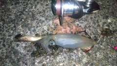 ケンサキイカの釣果