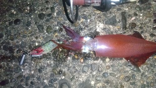 ケンサキイカの釣果