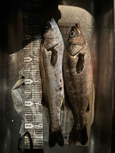 シーバスの釣果