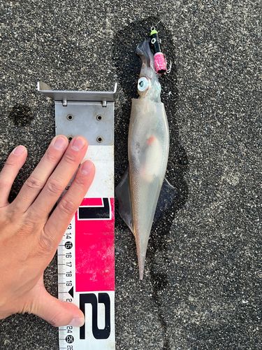 ヤリイカの釣果