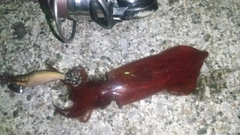 ケンサキイカの釣果