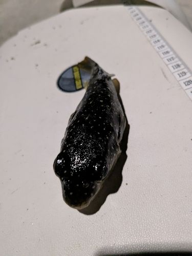 フグの釣果