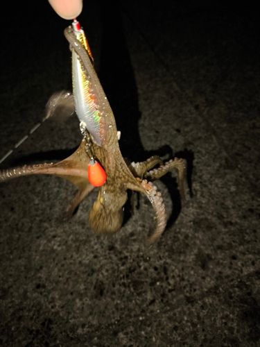 タコの釣果