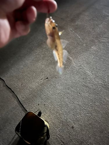 ハゼの釣果