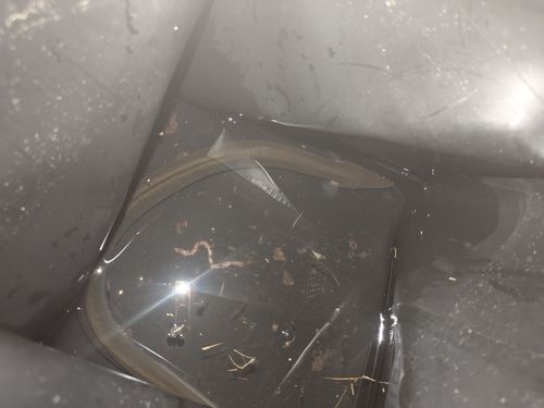 ウナギの釣果
