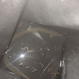 ウナギ
