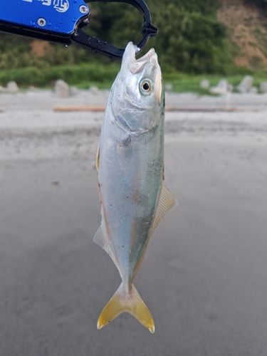 ワカシの釣果