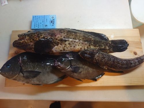 ヤイトハタの釣果