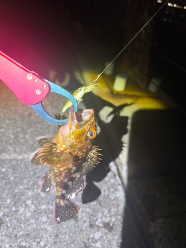 カサゴの釣果