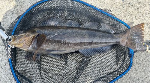 アイナメの釣果