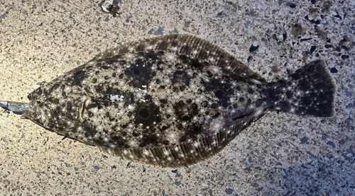 ソゲの釣果