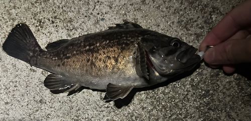 クロソイの釣果
